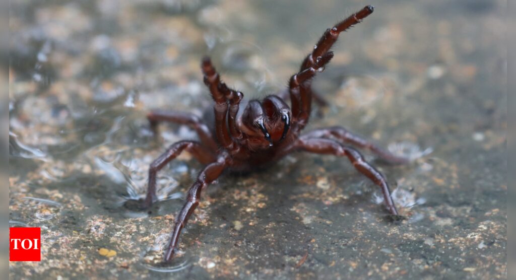 Funnel-Web Spider: Australians urged to catch deadly funnel-web spiders for antivenom production