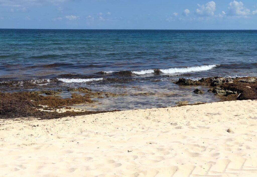 Experts Forecast Less Sargassum This Summer for Mexico's Top Beaches