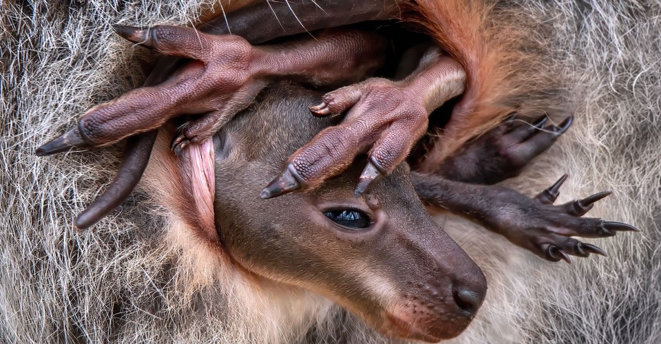 Shortlisted Images for the 2024 Close-Up Photographer of the Year