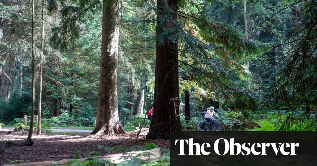 All scenery and no sweat: an e-biking adventure in the New Forest | New Forest holidays