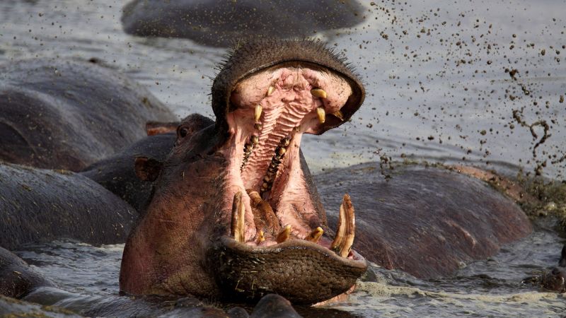 ‘I was up to my waist down a hippo’s throat.’ He survived, and here’s his advice