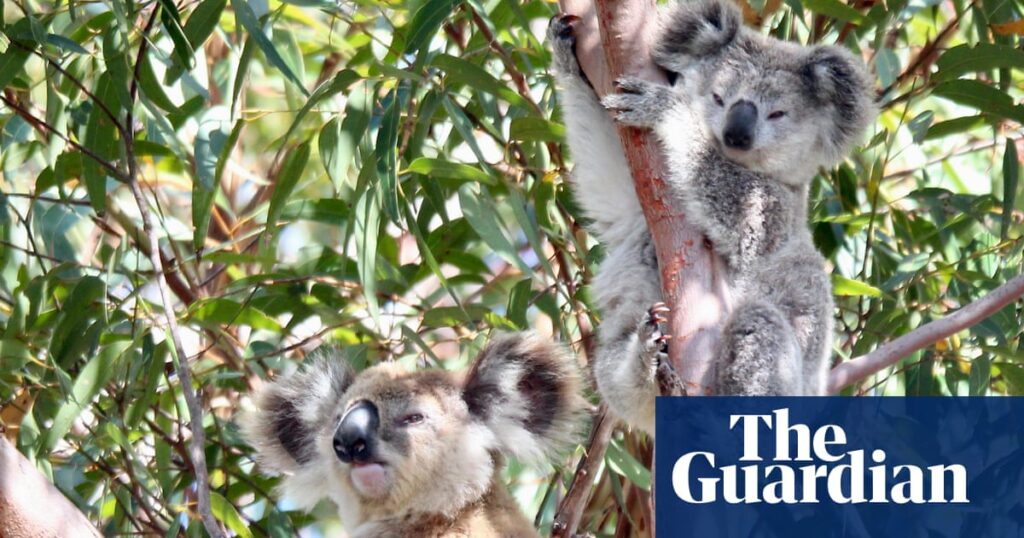 NSW government passes bill to repair ‘broken’ biodiversity offset scheme | New South Wales