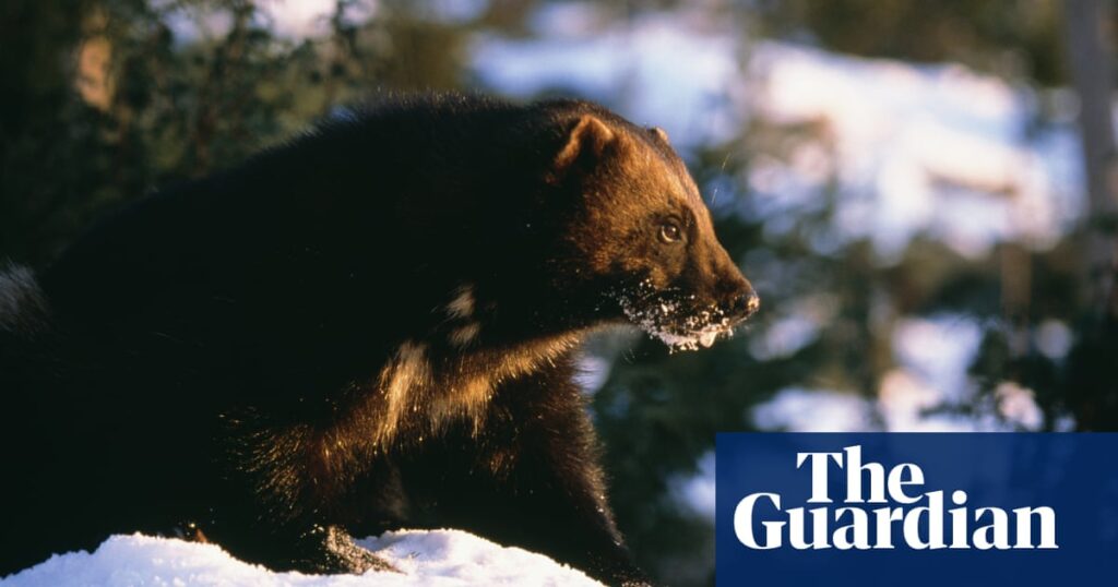 Dead cool and wolverine: from animal tracking to ski touring in Sweden | Sweden holidays