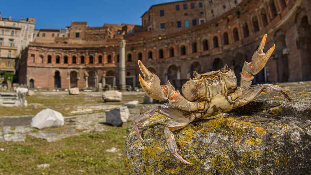 Meet the ‘giant’ river crabs that live beneath Rome’s ancient ruins