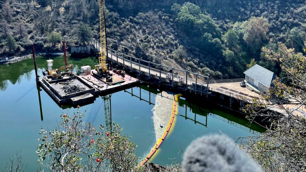 Salmon return to lay eggs in historic habitat after largest dam removal project in US history