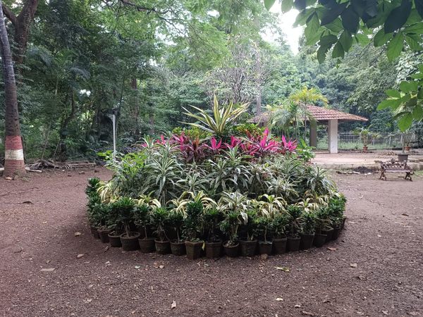 Empress Botanical Garden – Pune, India