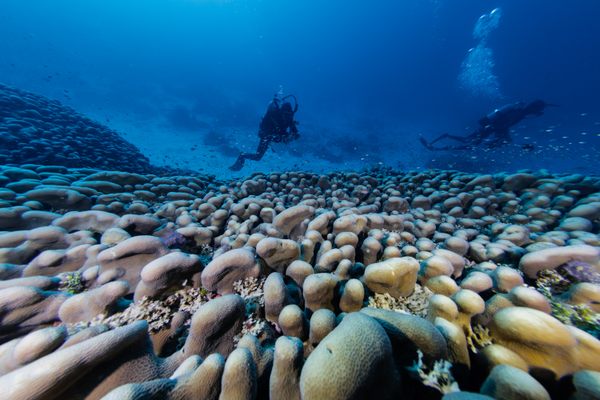 The World's Largest Coral Is a Single Organism That Can Be Seen From Space