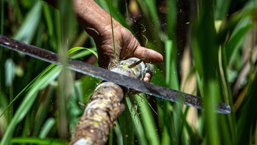 400 Years of Sweetness : Throughline : NPR