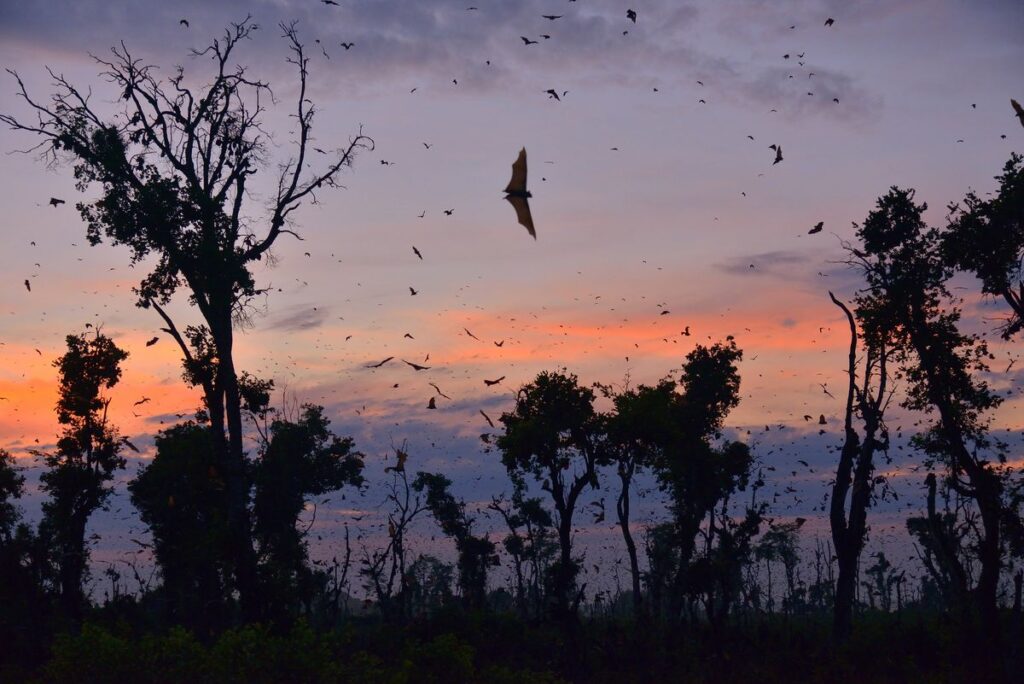 The World's Largest Mammal Migration Is Taking Place in Zambia Right Now