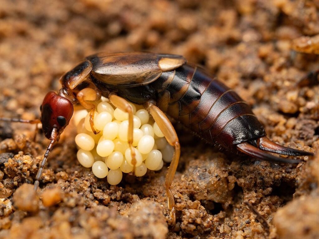 A Deep Look Into the Wacky and Wild Lives of Earwigs