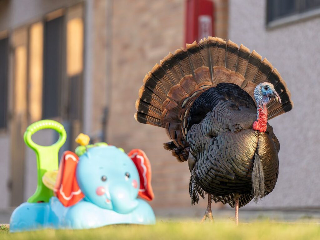 Why Are Urban Turkeys Thriving?