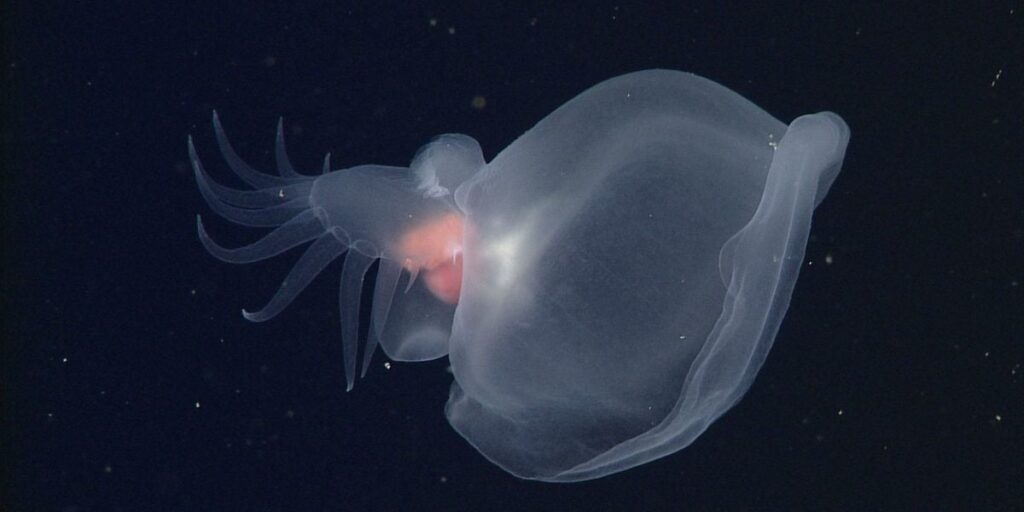 Scientists Finally Identified This Glowing, Transparent 'Mystery Mollusk' After Nearly 25 Years of Puzzling