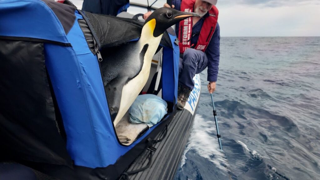 Gus, the Young Emperor Penguin Who Made a Surprise Appearance in Australia, Is Now Heading Home