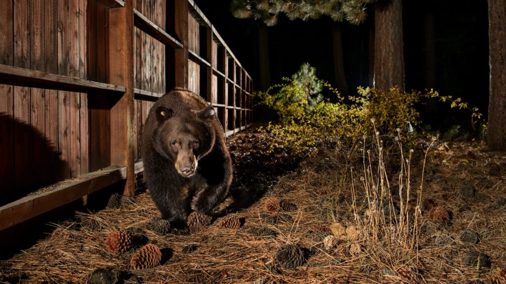 Lake Tahoe’s Bear Boom | The New Yorker