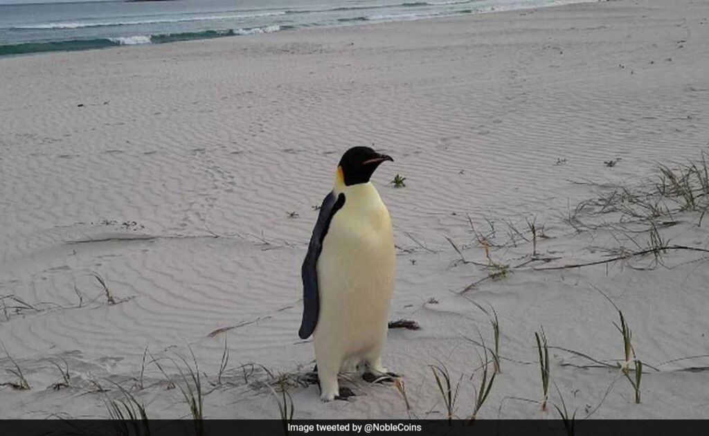 Emperor Penguin That Swam From Antarctica To Australia Released Back Into Ocean