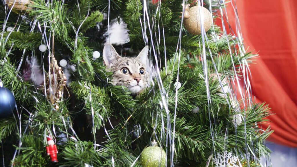 Toxic Christmas Tree Water and Other Holiday Pet Dangers You Never Knew About