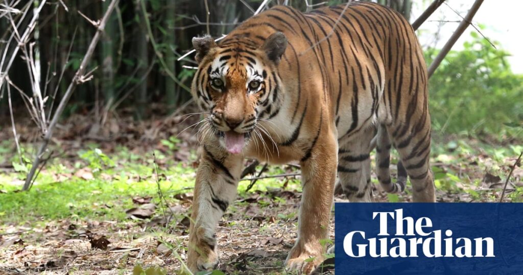 Twenty big cats die of bird flu at sanctuary in Washington state | Bird flu