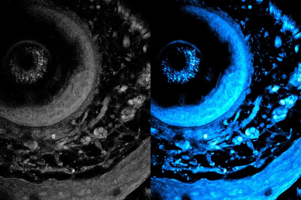 Noninvasive imaging method can penetrate deeper into living tissue | MIT News