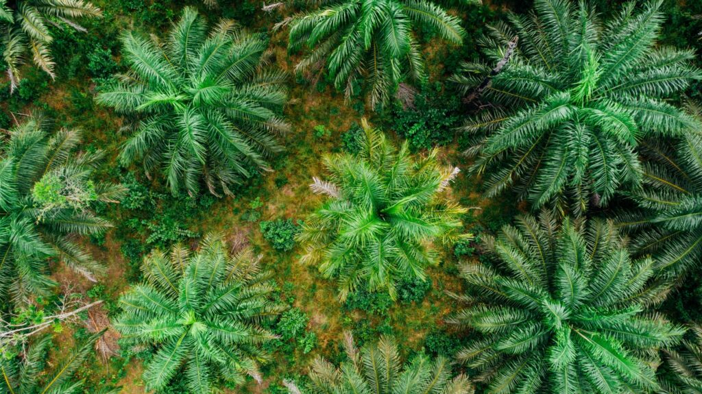 Biodiversity loss due to agricultural trade three times higher than thought