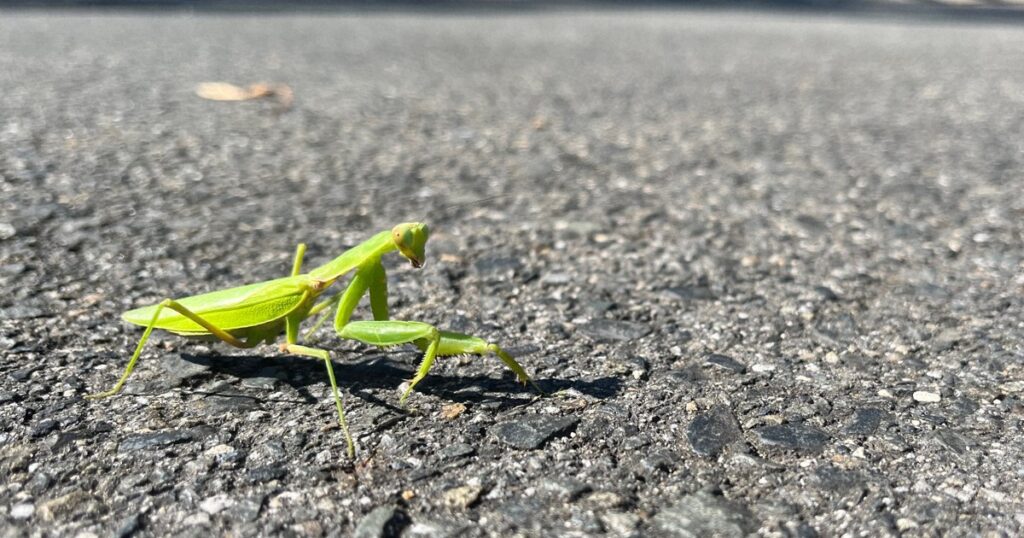 Parasitic worms 'manipulate' praying mantises onto asphalt roads: Japan researchers