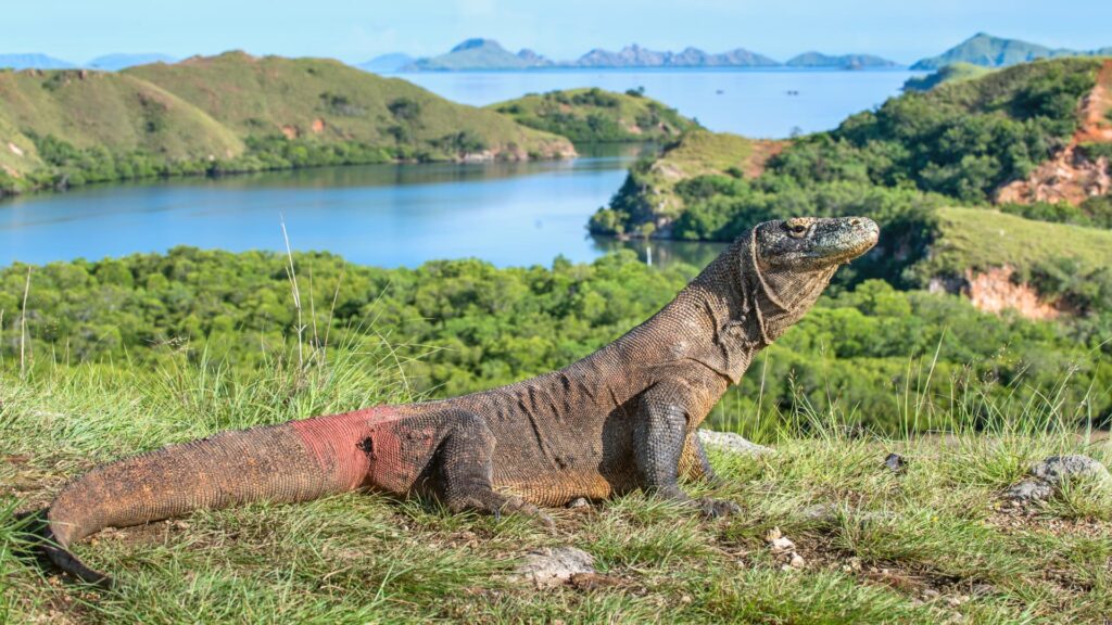 How to get to Komodo Island? Jetstar Asia to fly from Singapore