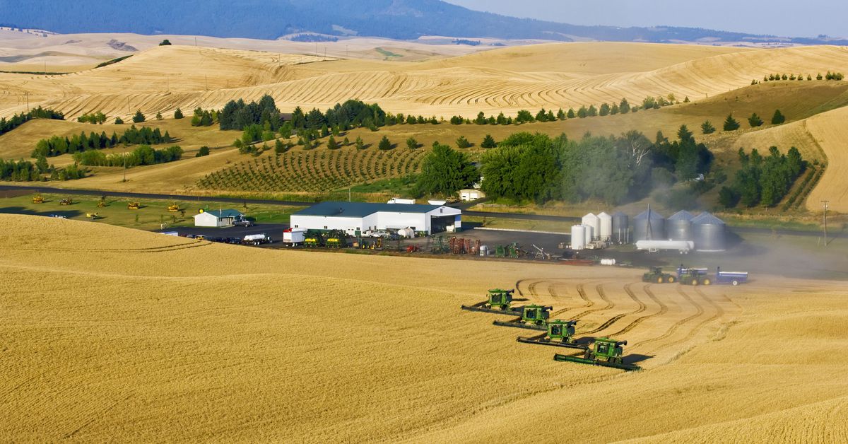 An aerial photograph of four John Deere combines harvesting wheat in a field near the farm shop and maintenance yard.