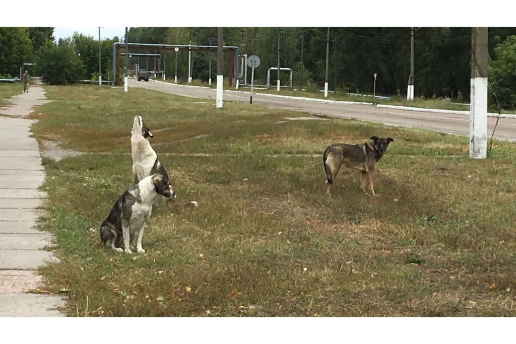 Dogs near the Chornobyl Nuclear Power Plant.