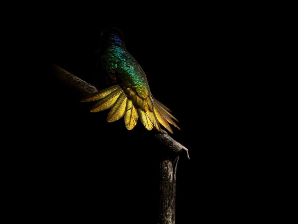 How Scientists and Composers Teamed Up to Create a Stunning Natural Version of Colombia’s National Anthem