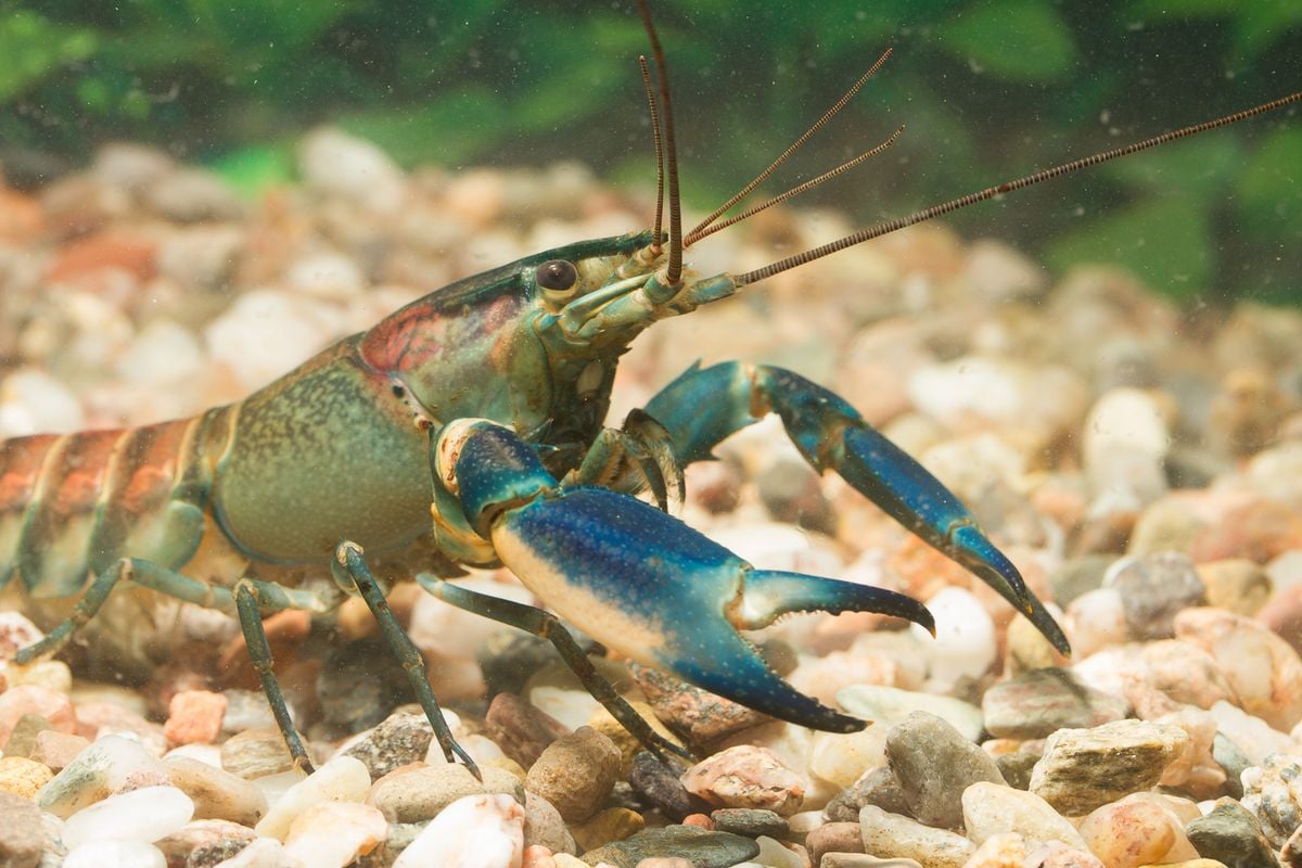 A New Crayfish Species Was Hiding in Plain Sight Among Common Aquarium Pets, Researchers Find