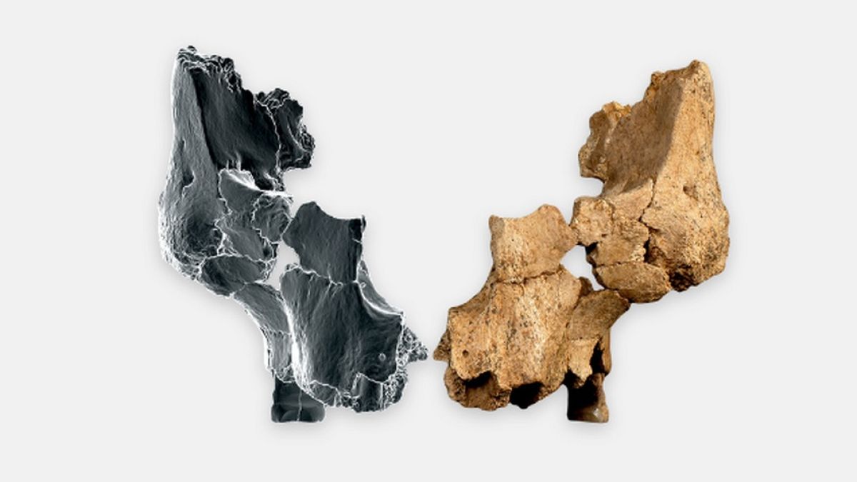 Europe's oldest human face found in Atapuerca: 'We may be looking at a new species'