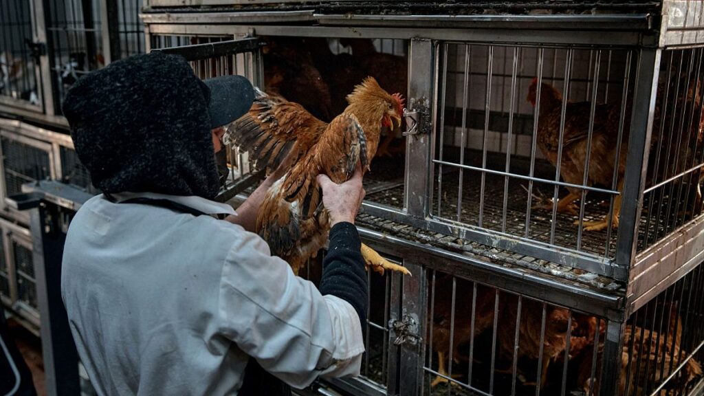 Bird flu: UN experts raise alarm over growing risks to food supply