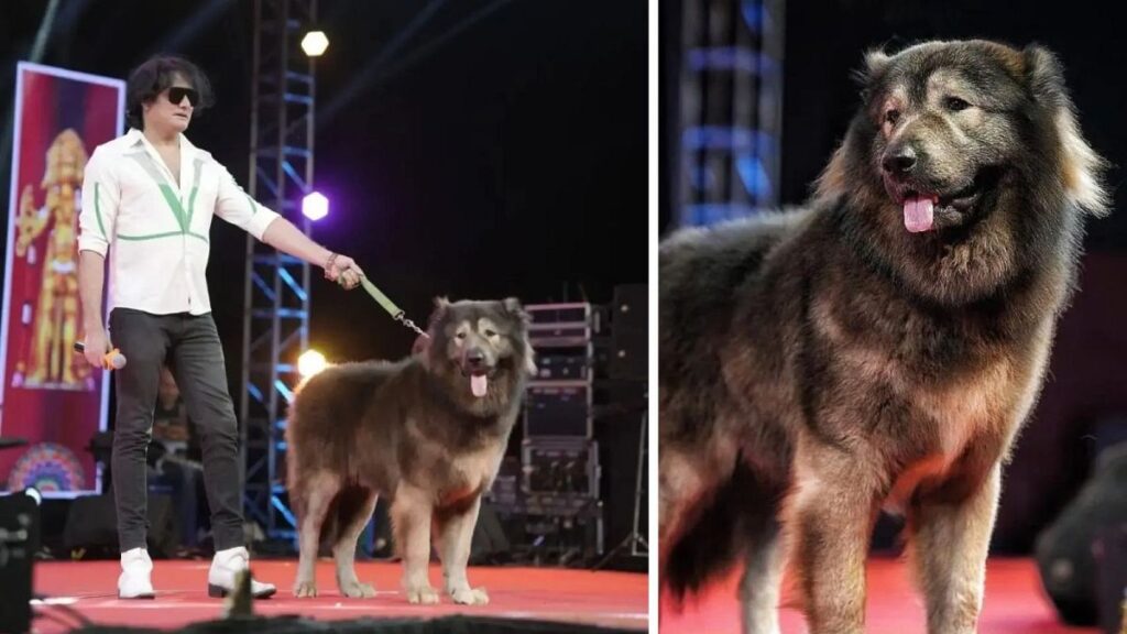 Cadabomb Okami, the world’s most expensive dog, sells for €5.3 million