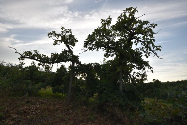 Demon Oak Tree of Onizawa