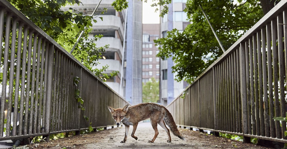 Winners of the British Wildlife Photography Awards 2025