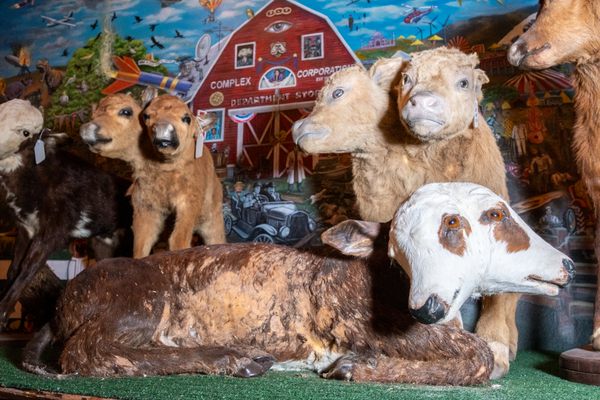 The World’s Largest Two-Headed Calf Collection