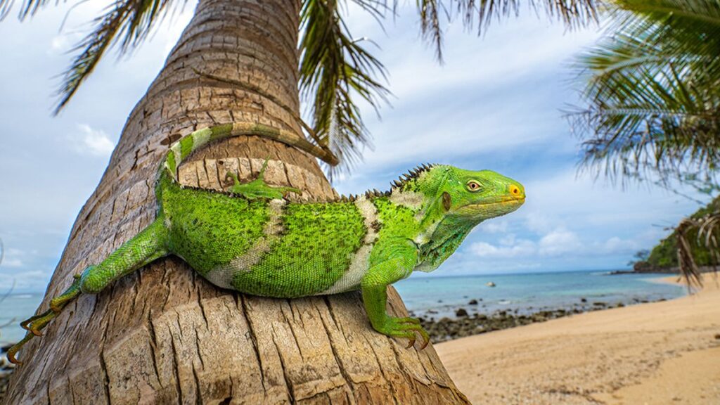 A Fijian crested iguana (Brachylophus vitiensis) resting on a coconut palm on the island of Fiji in the South Pacific.