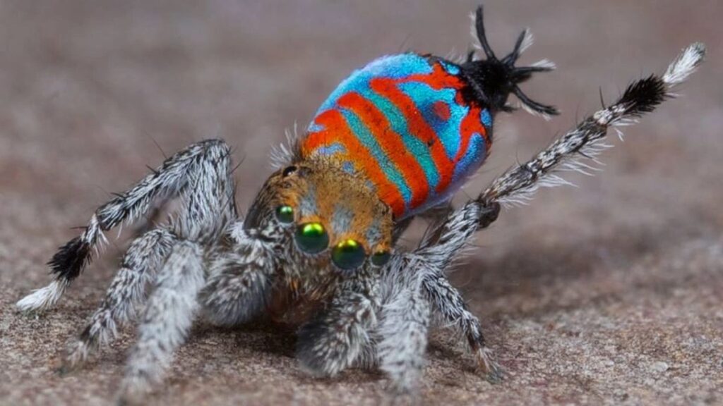 A male of the peacock spider species Maratus jactatus, lifts its leg as part of a mating dance.