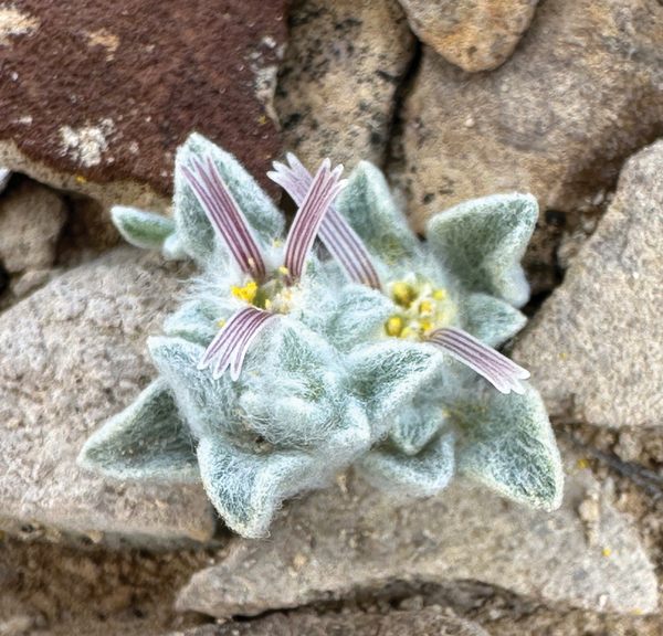 New Plant Species Discovered in Big Bend National Park