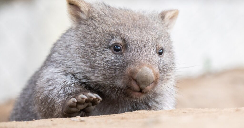 Influencer Sam Jones Faces Backlash After Picking Baby Wombat in Australia