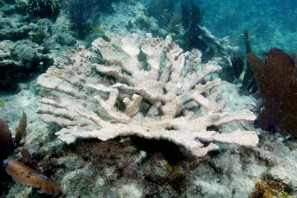 Florida’s Corals Aren’t Having Babies