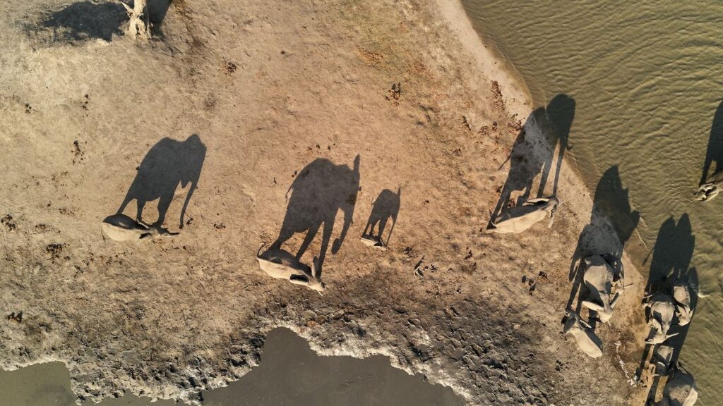 an aerial image showing elephants walking to a watering hole with their shadows stretching long behind them