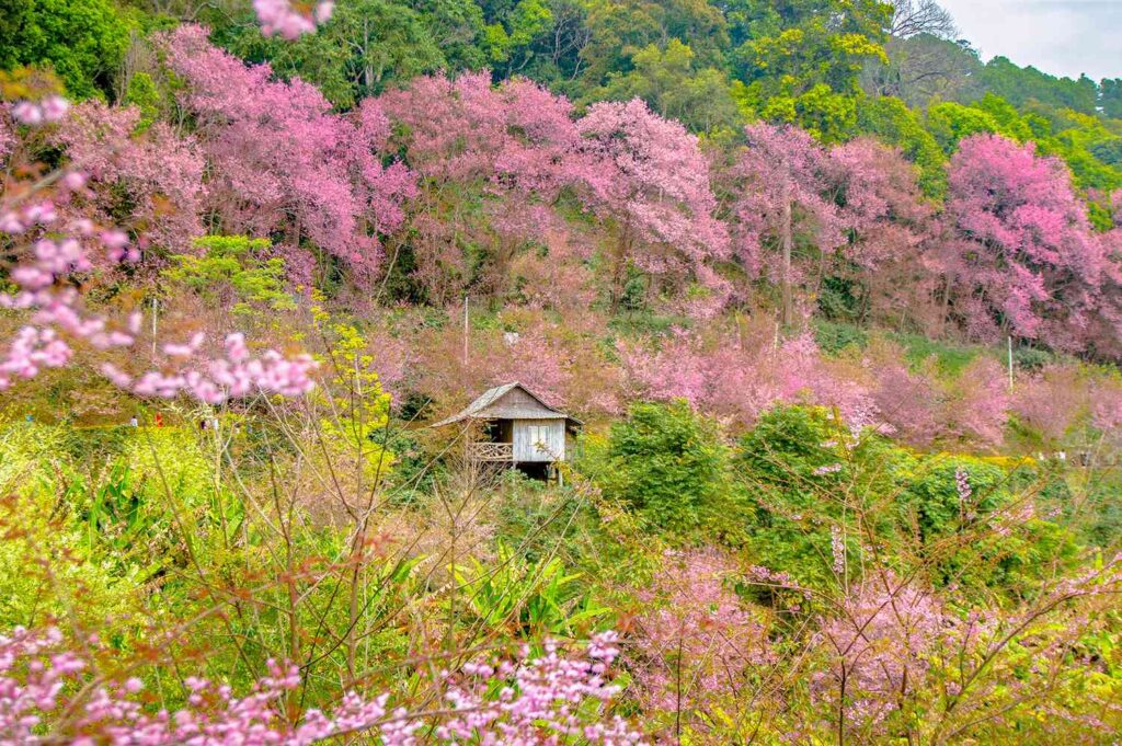 Chiang Mai, Thailand, Is Secretly Known for Its Cherry Blossoms