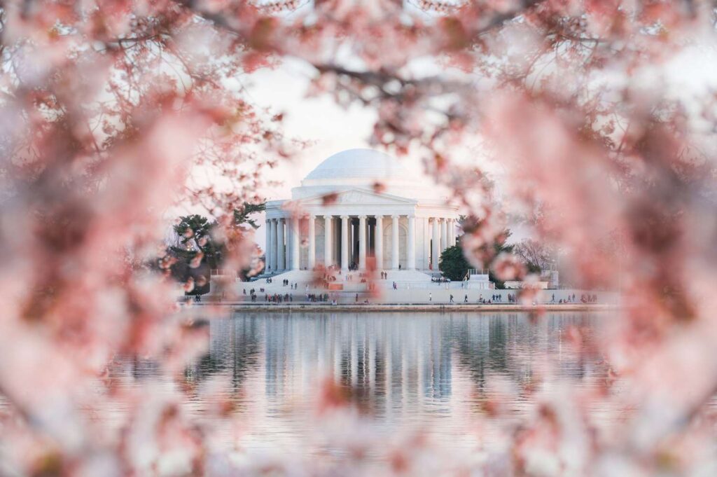 When Washington, D.C. Cherry Blossoms Will Peak in 2025