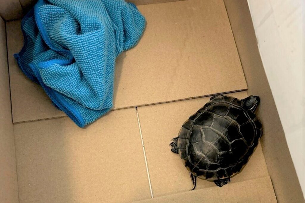 Man found with live turtle hidden in his trousers by airport security