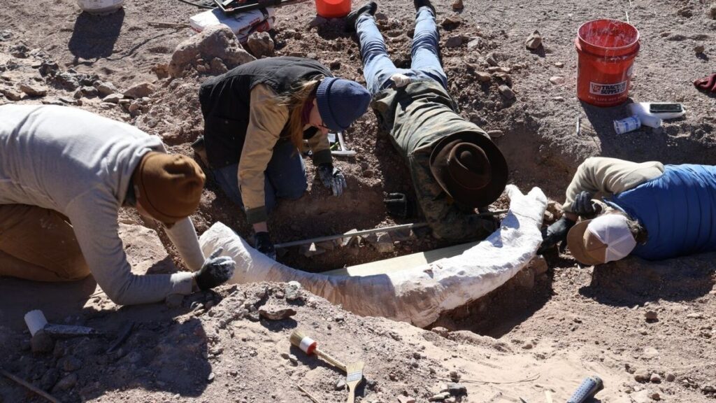 A photograph of researchers wrapping a mammoth tusk in plaster on the O2 Ranch in West Texas.