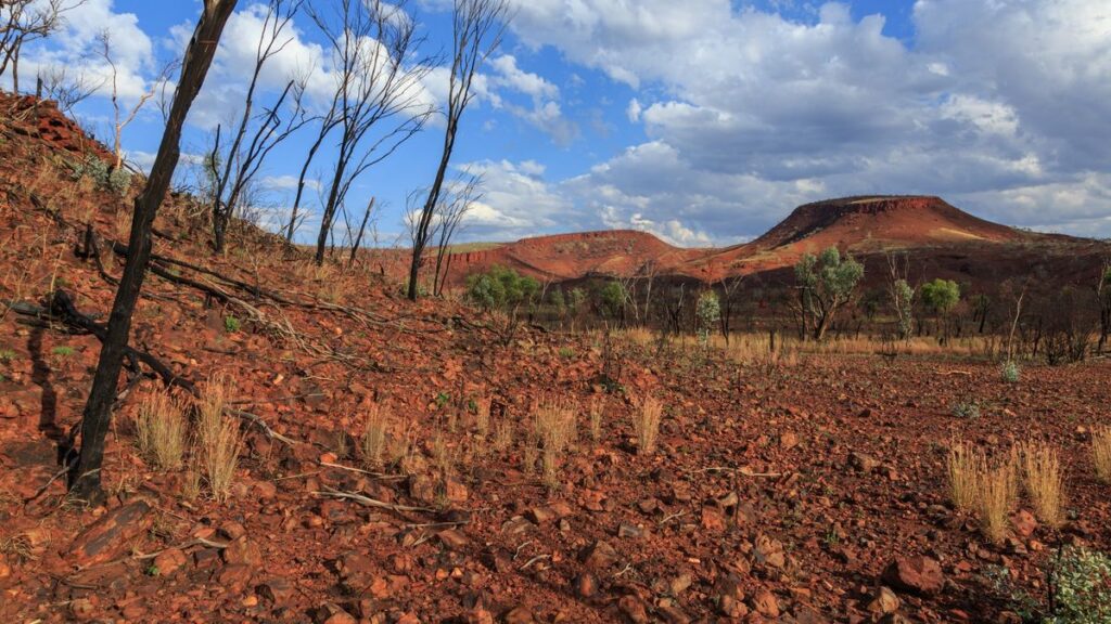 Scene in Karijini National Park in Western Australia. We see thin trees, a plateau in the distance and dry, red earth.