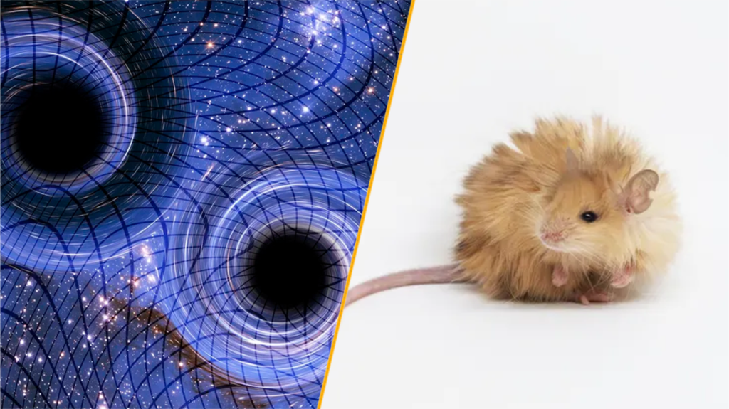 Split image of merging black holes and a woolly mice.