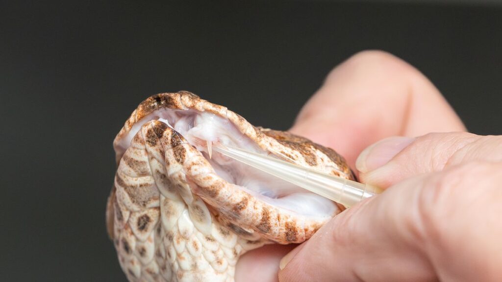 Person holding a snakes head while using a pointed plastic object to reveal a fang.