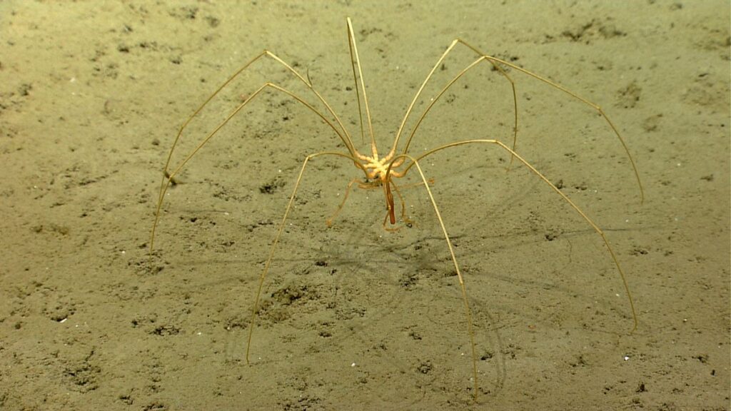 A large deep sea spider crawls across the ocean floor