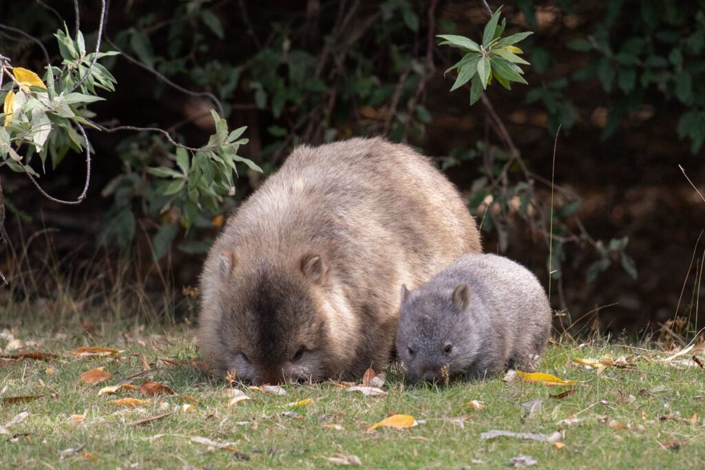 US influencer sparks outrage in Australia after taking baby wombat from its mom